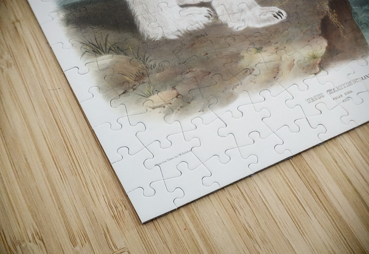 American Beaver Castor fiber Americanus  IStockHistory com Puzzle