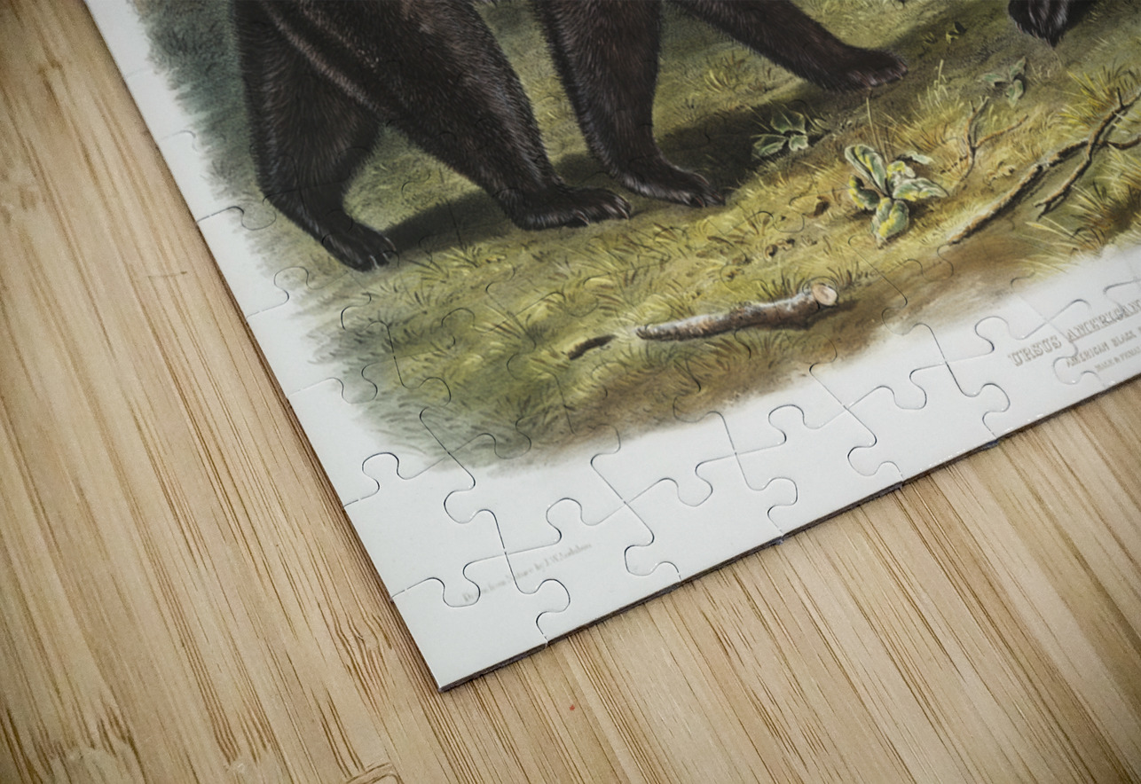 Rocky Mountain Hare Lepus Townsendii  IStockHistory com Puzzle