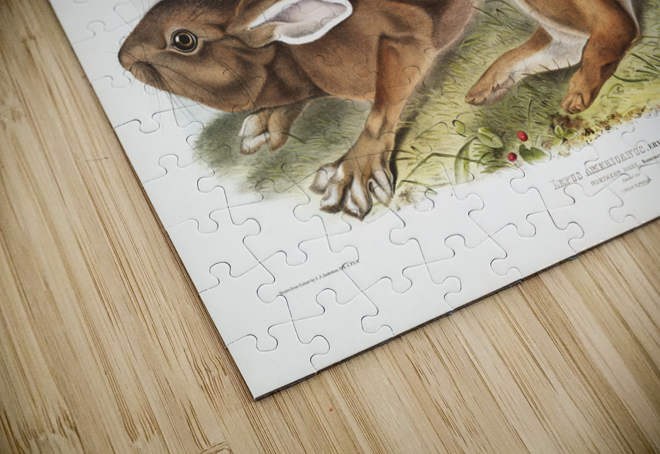 Northern Hare Lepus Americanus  IStockHistory com Puzzle