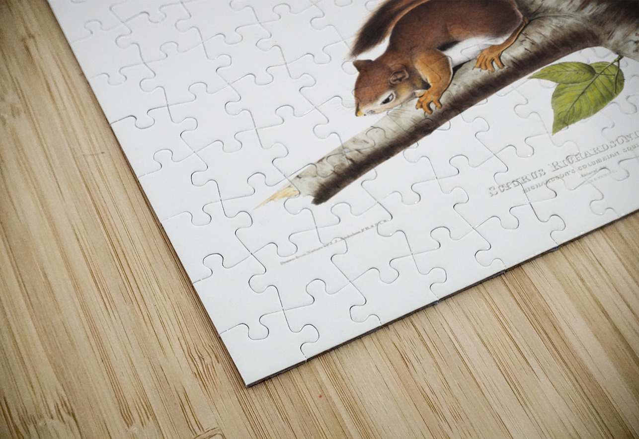 Columbian Squirrel Sciurus Richardsonii  IStockHistory com Puzzle