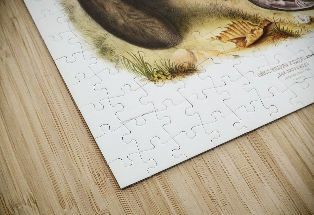 American Cross-Fox Canis vulpes  IStockHistory com Puzzle