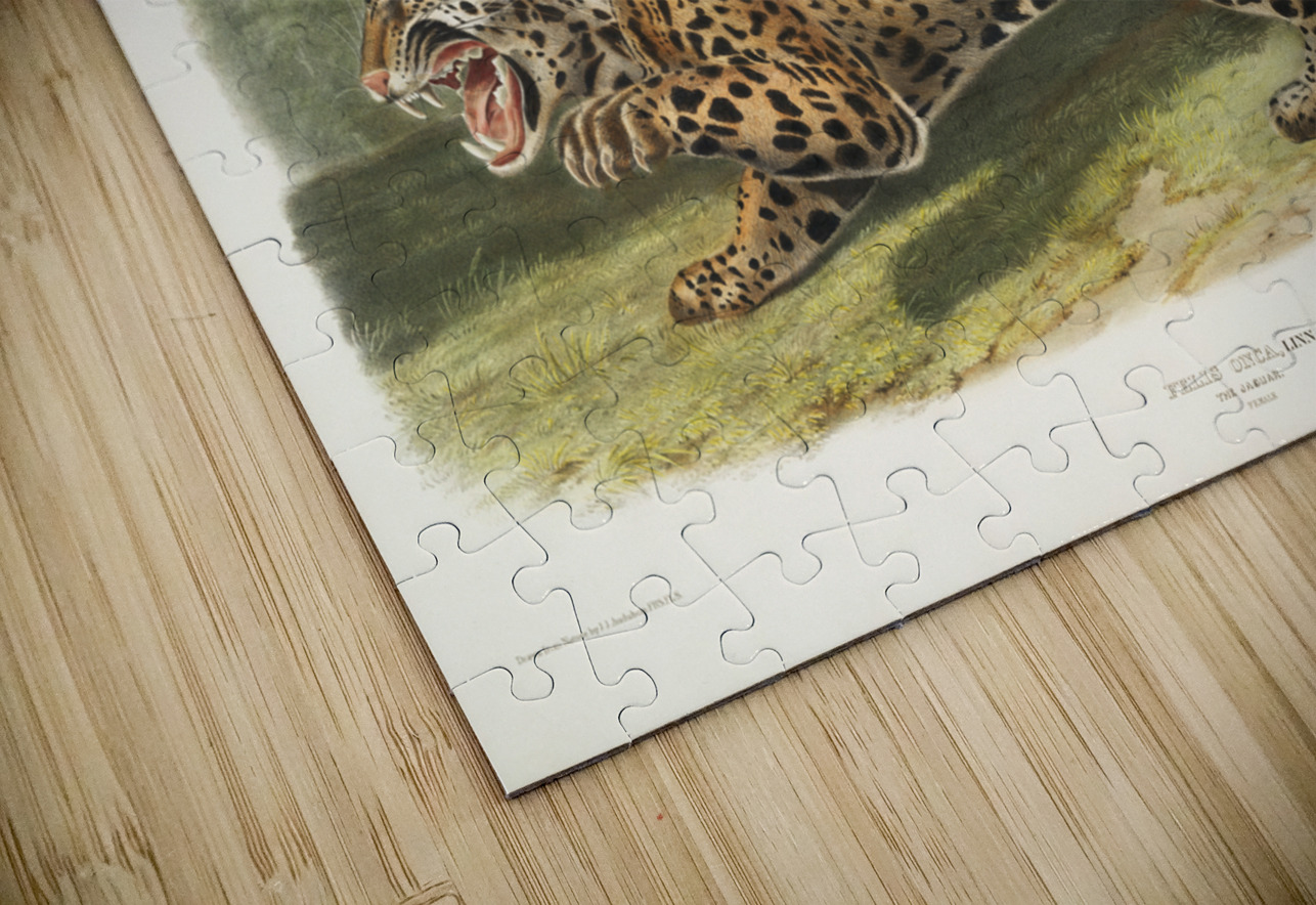 Jaguar Felis onca  IStockHistory com Puzzle
