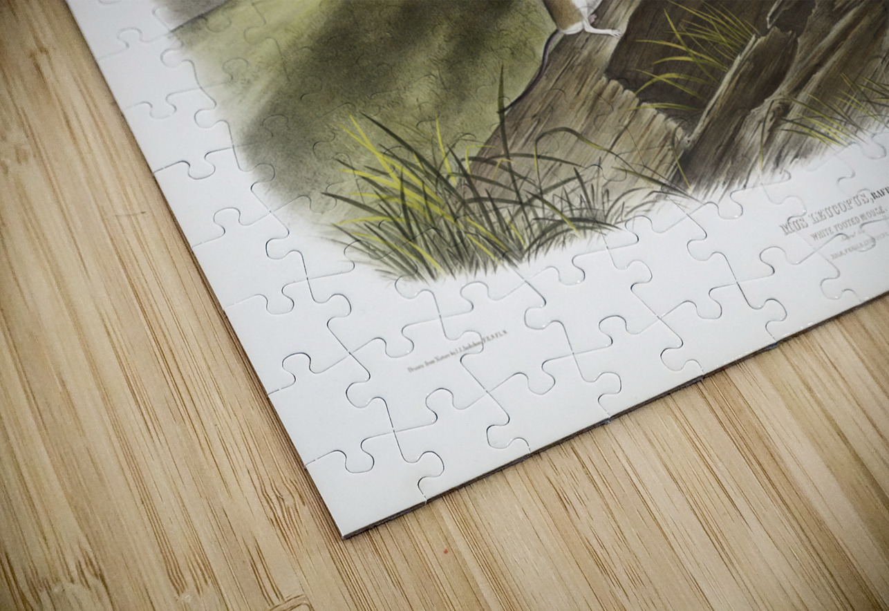 White-footed Mouse Mus leucopus  IStockHistory com Puzzle