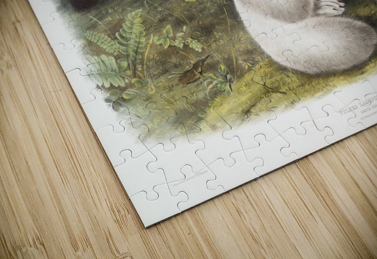 Arctic Fox Vulpes lagopus  IStockHistory com Puzzle