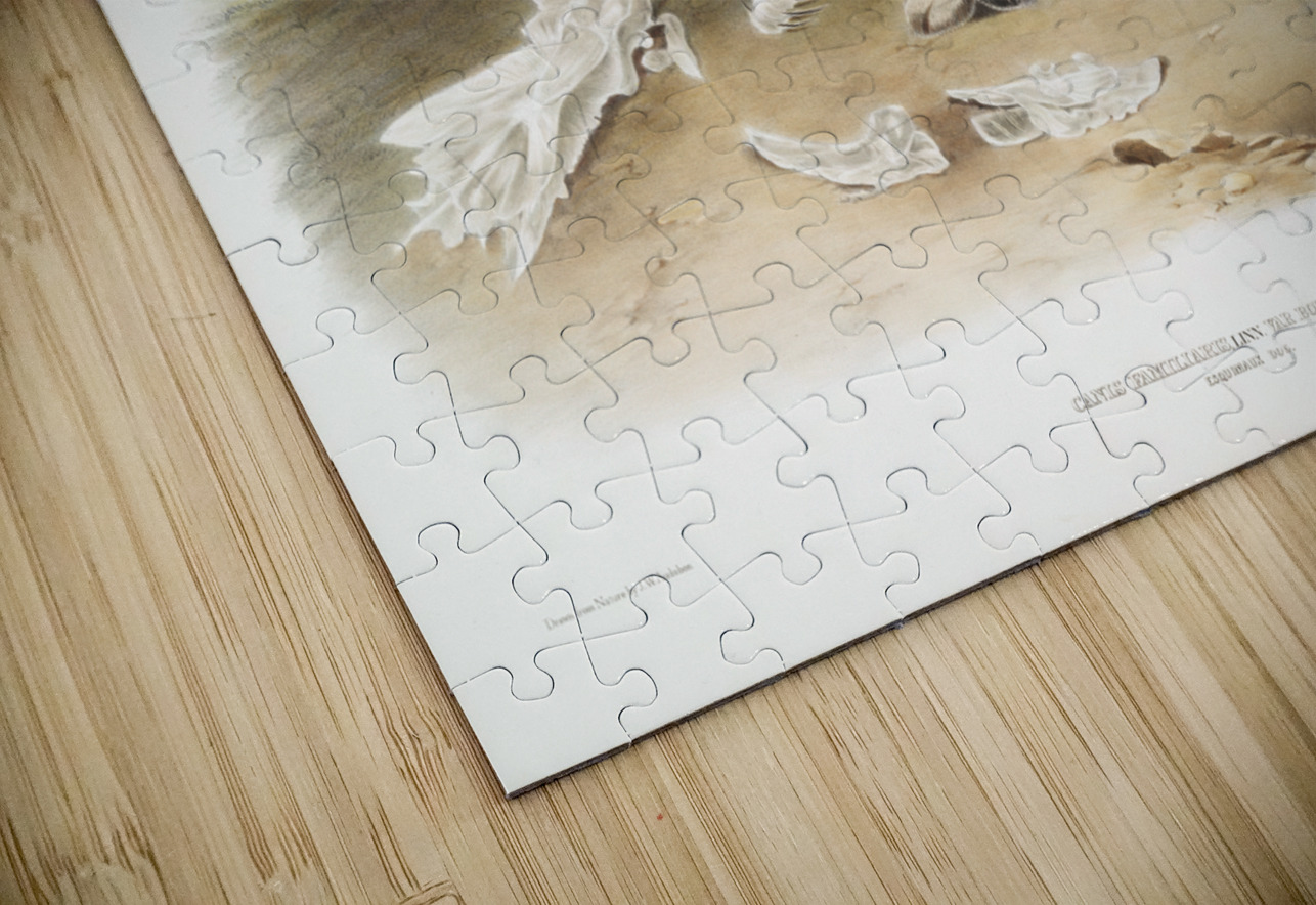 Esquimaux Dog Canis familiaris  IStockHistory com Puzzle