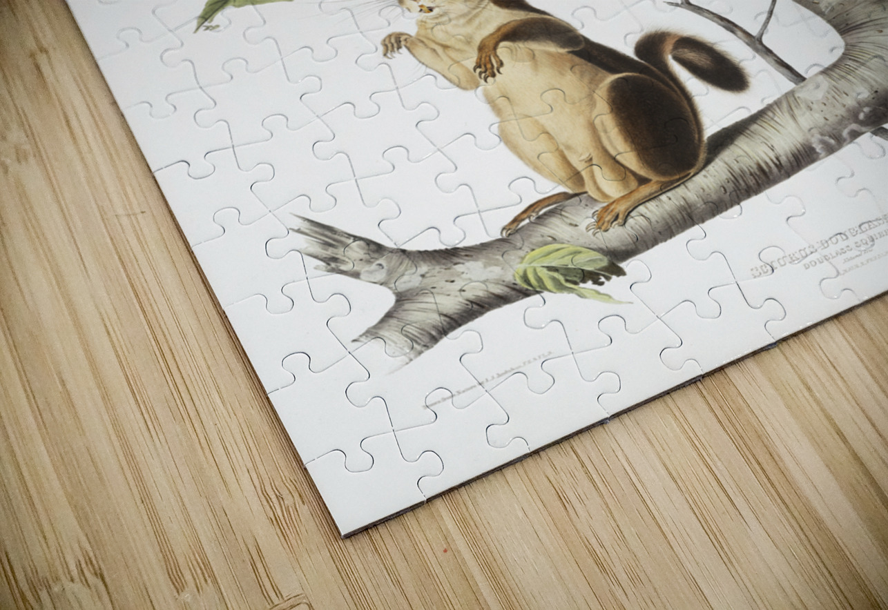 Squirrel Sciurus Douglassii  IStockHistory com Puzzle