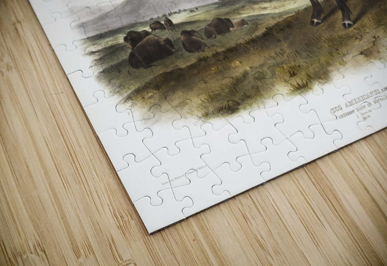 Marsh Hare Lepus palustris  IStockHistory com Puzzle