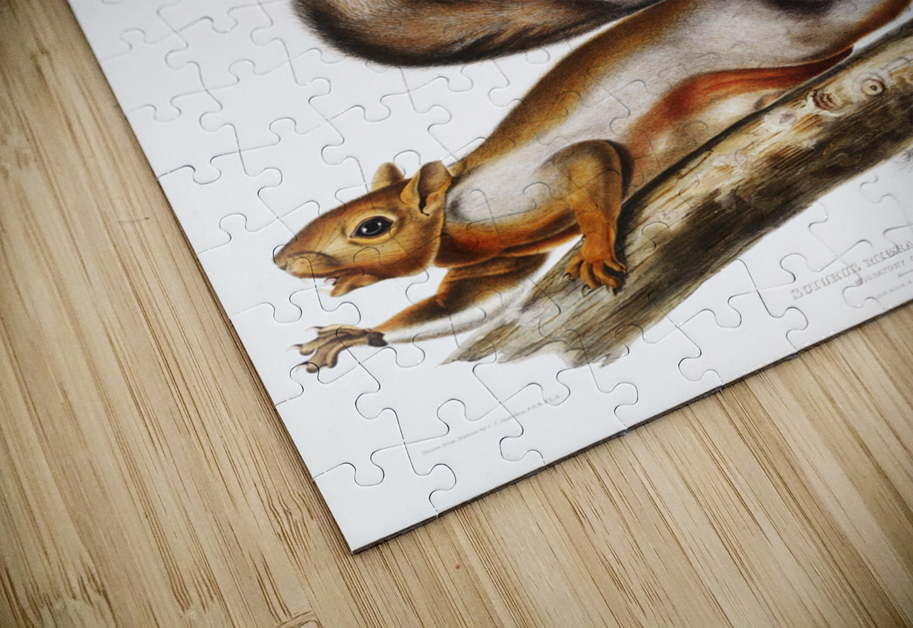 Migratory Squirrel Sciurus migratorius  IStockHistory com Puzzle