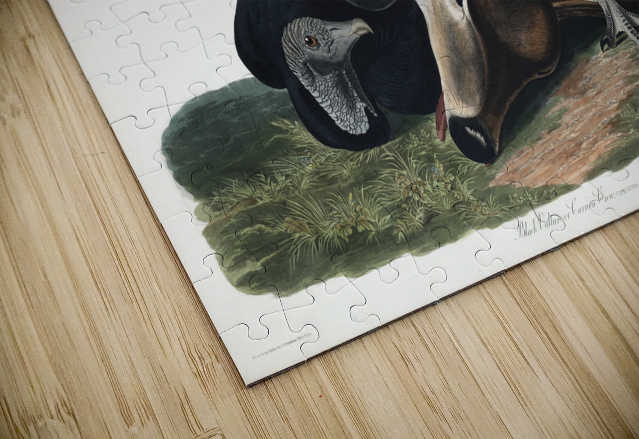 Black Vulture or Carrion Crow IStockHistory com Puzzle