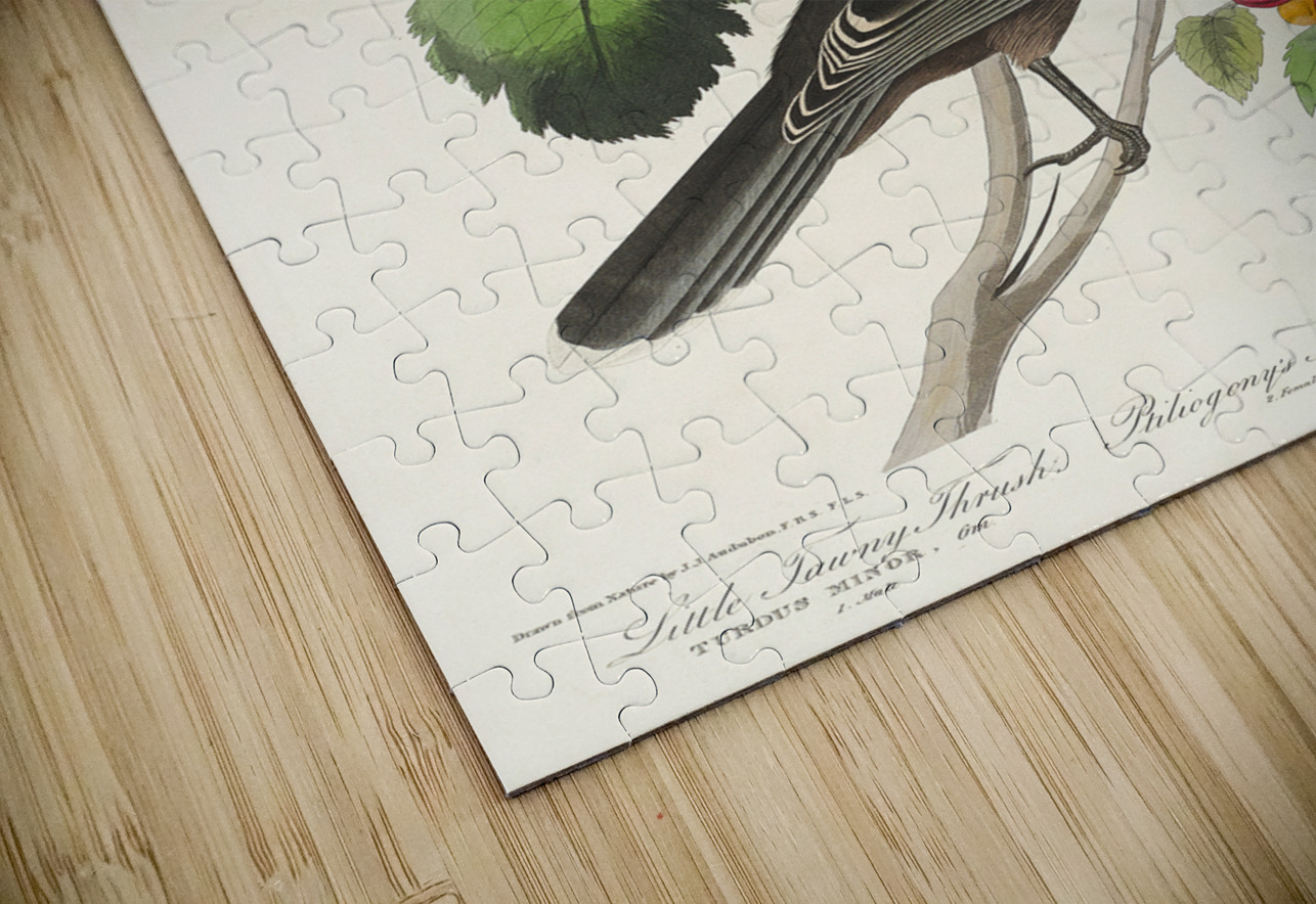 Little Tawny Thrush Ptiliogonys Townsendi and Canada Jay IStockHistory com Puzzle