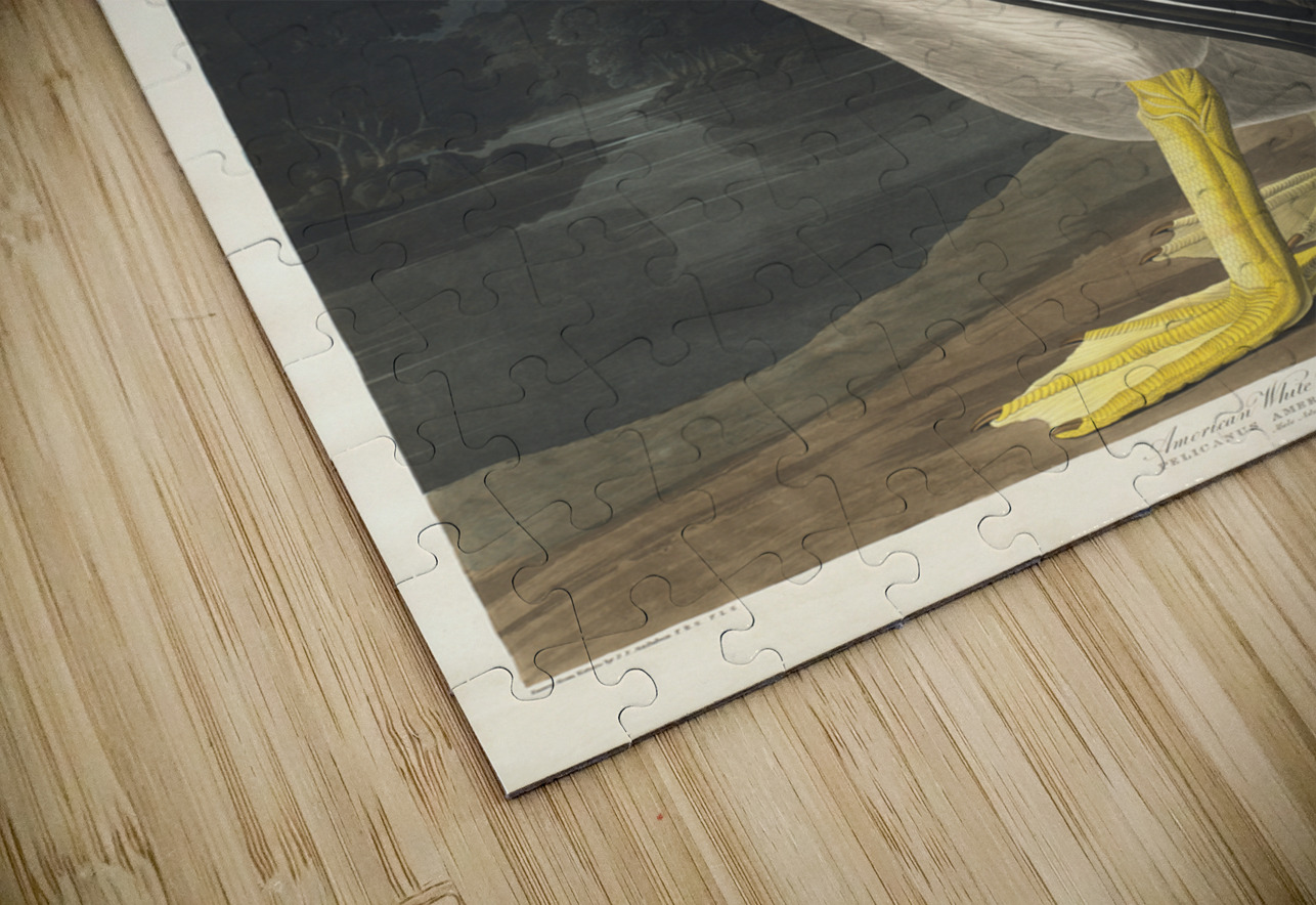 American White Pelican IStockHistory com Puzzle