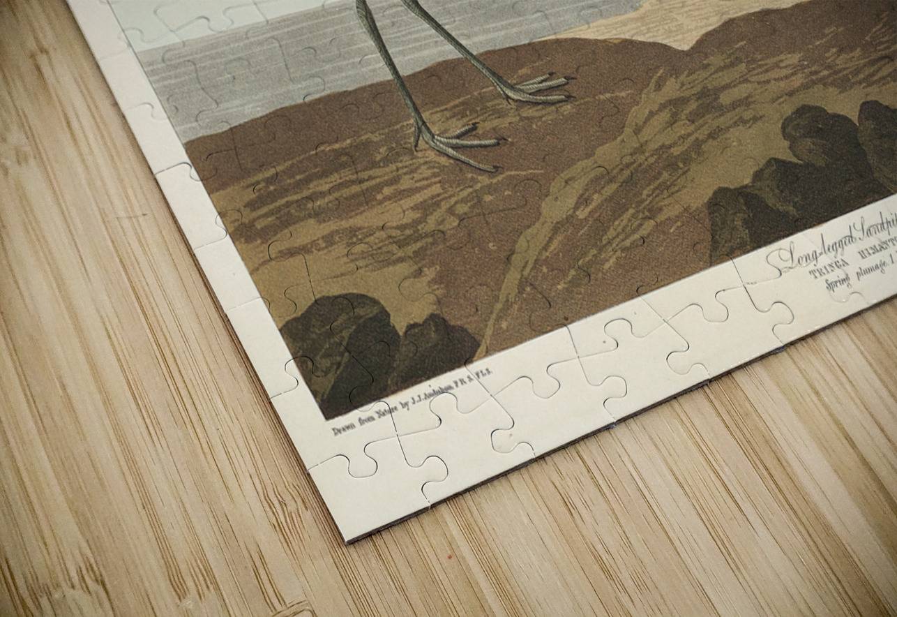 Long-legged Sandpiper IStockHistory com Puzzle