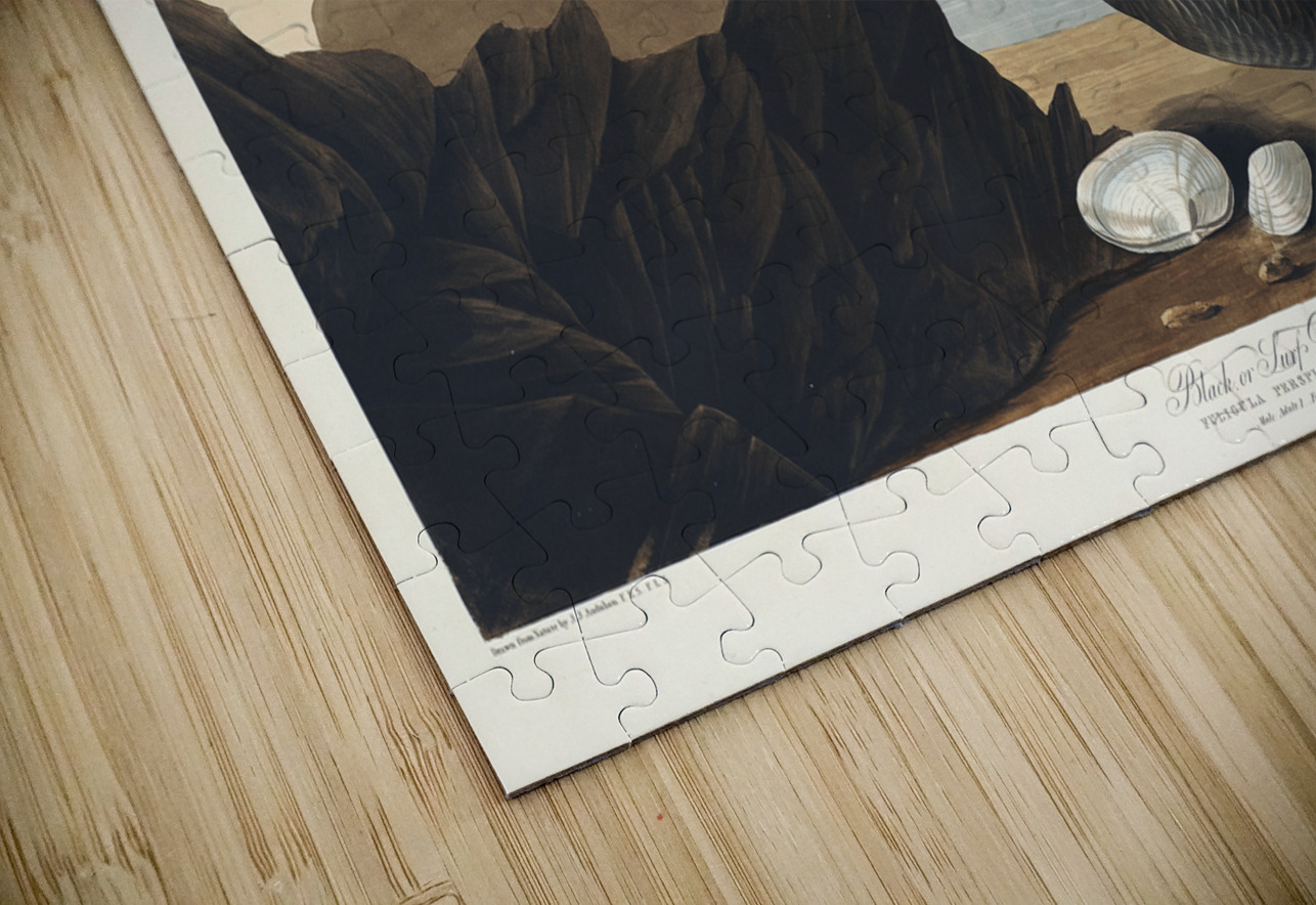 Black or Surf Duck IStockHistory com Puzzle