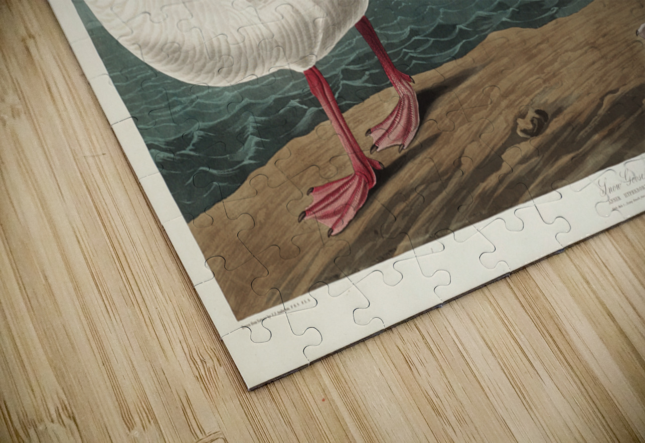 Black or Surf Duck IStockHistory com Puzzle