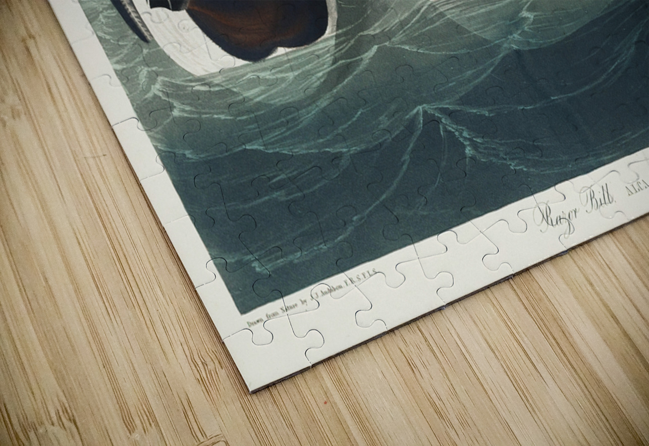 Razor Bill IStockHistory com Puzzle