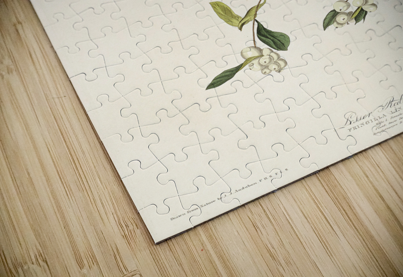 Lesser Red-Poll IStockHistory com Puzzle