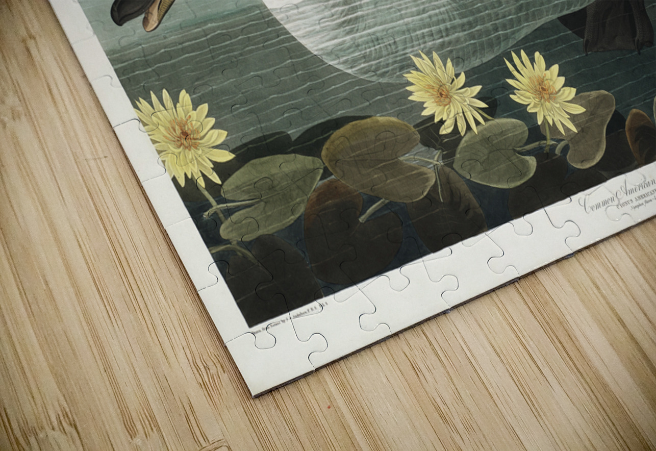 Common American Swan IStockHistory com Puzzle