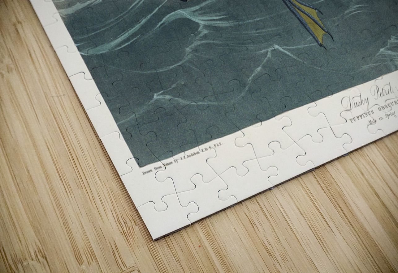 Dusky Petrel IStockHistory com Puzzle