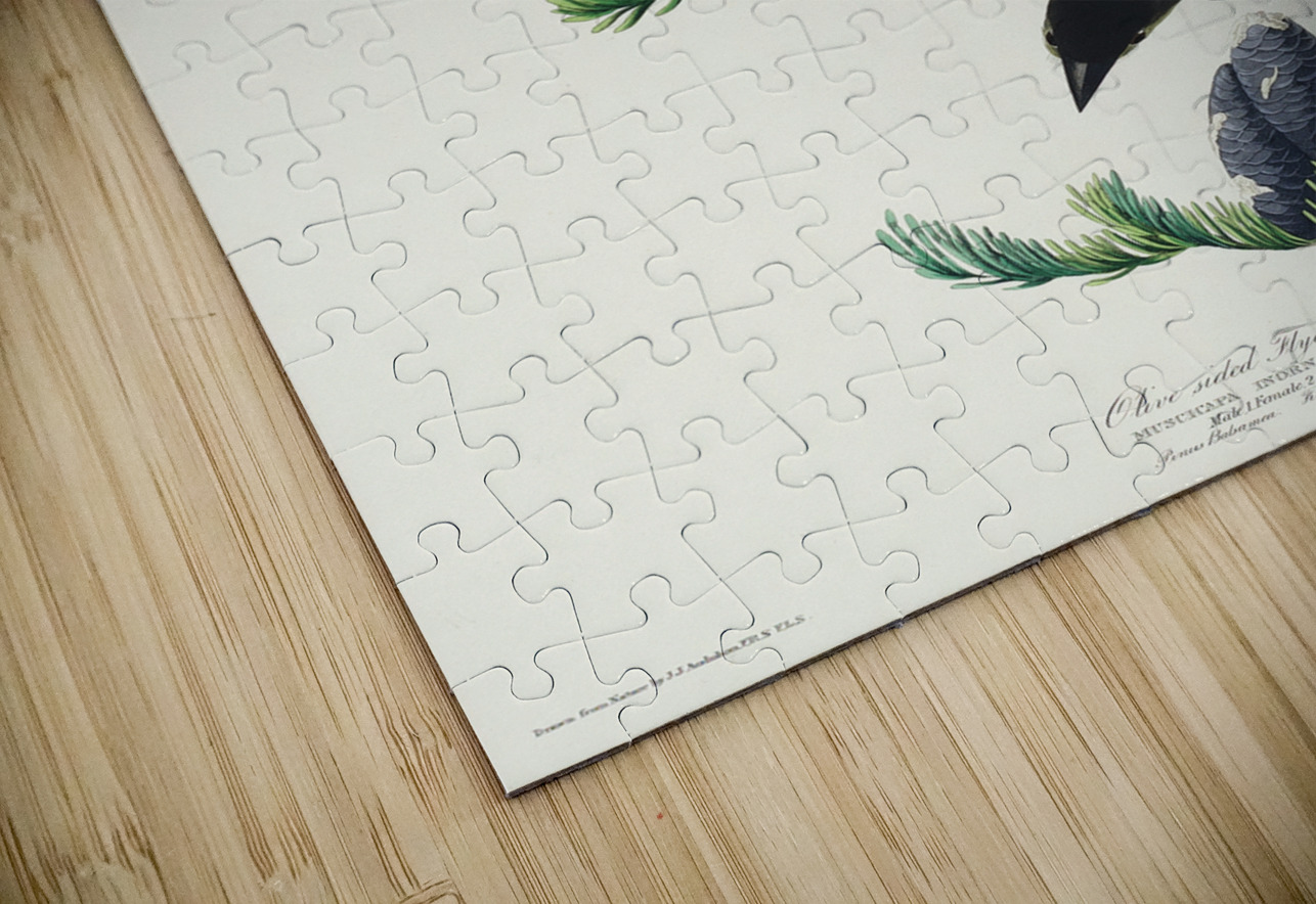 Olive sided Flycatcher IStockHistory com Puzzle