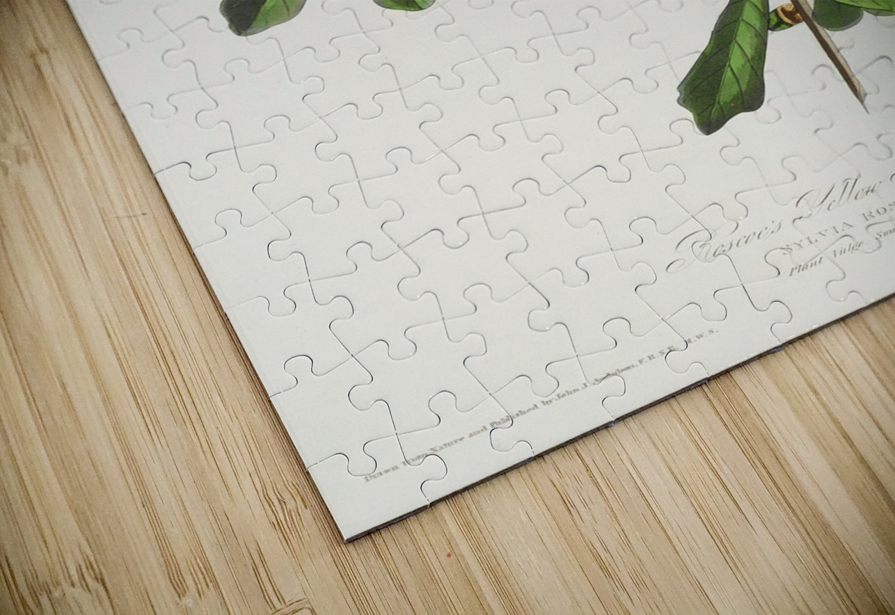 Roscoes Yellow-throat IStockHistory com Puzzle