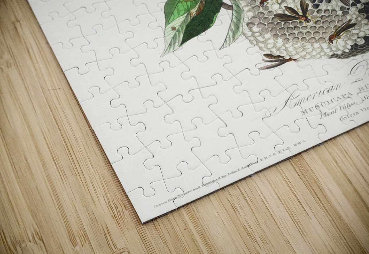 American Redstart IStockHistory com Puzzle