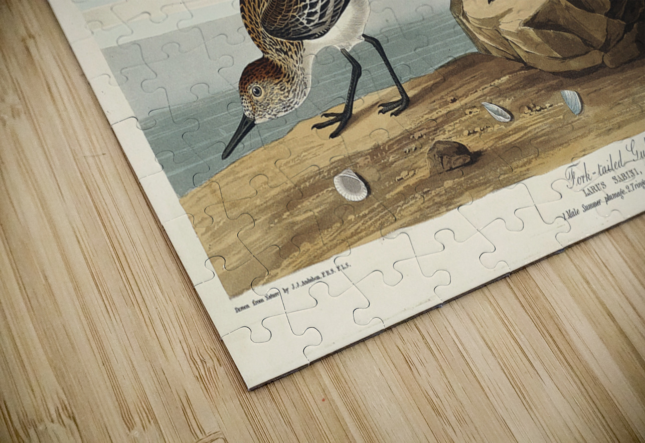 Fork-tailed Gull IStockHistory com Puzzle