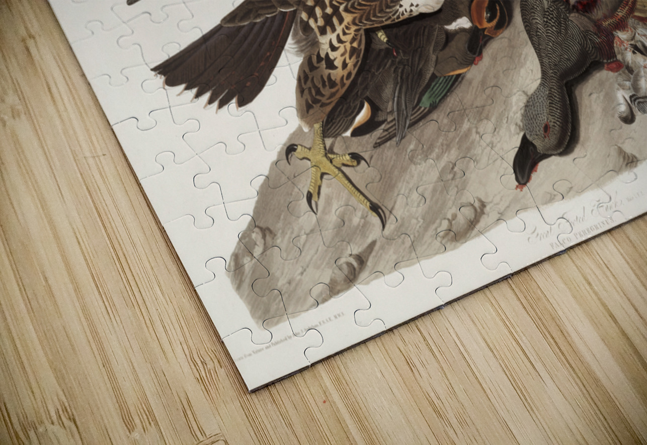 Great Footed Hawk IStockHistory com Puzzle