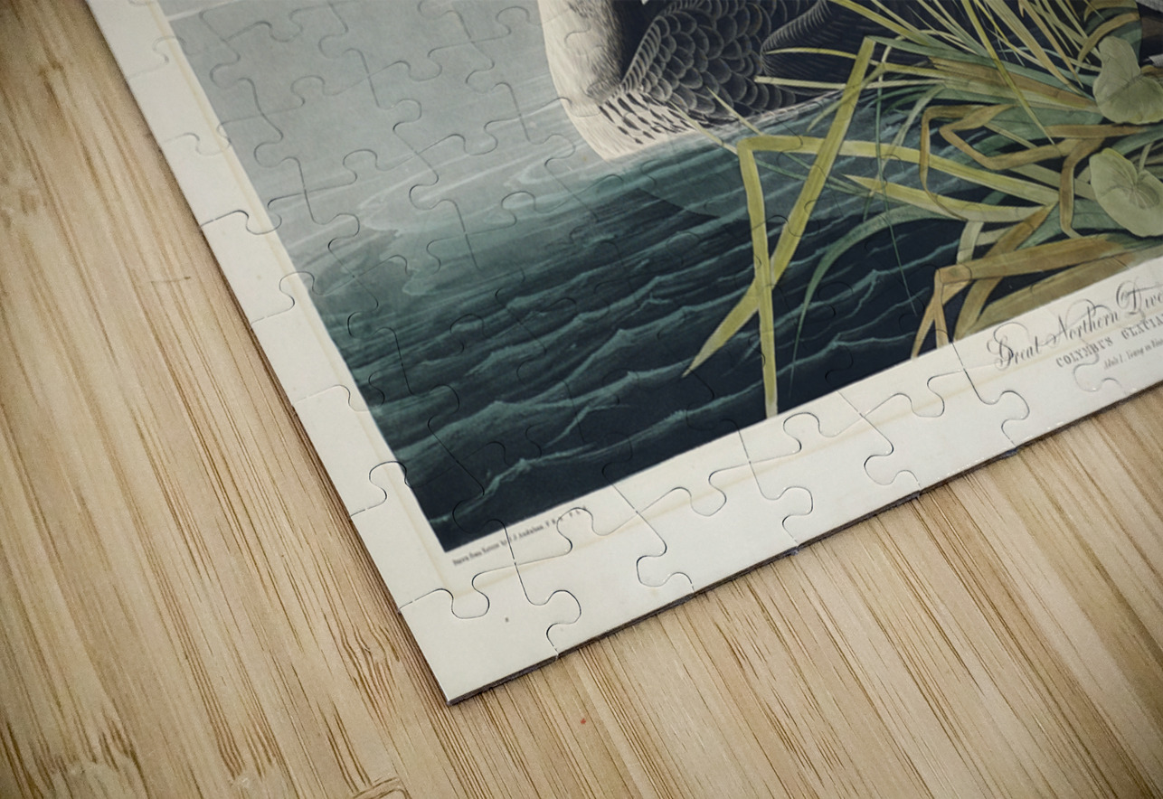 Great Northern Diver or Loon IStockHistory com Puzzle