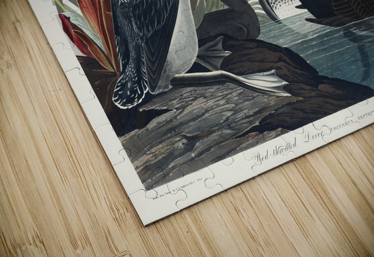 Red-Throated Diver IStockHistory com Puzzle