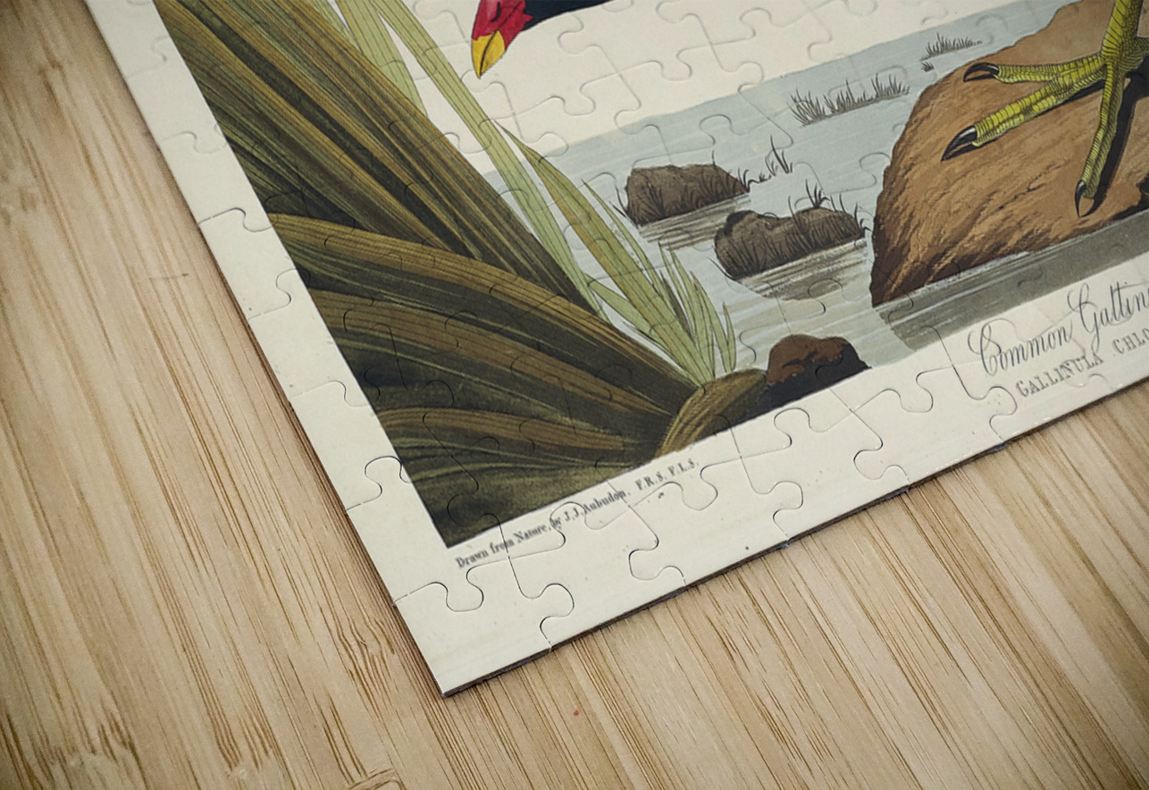 Common Gallinule IStockHistory com Puzzle