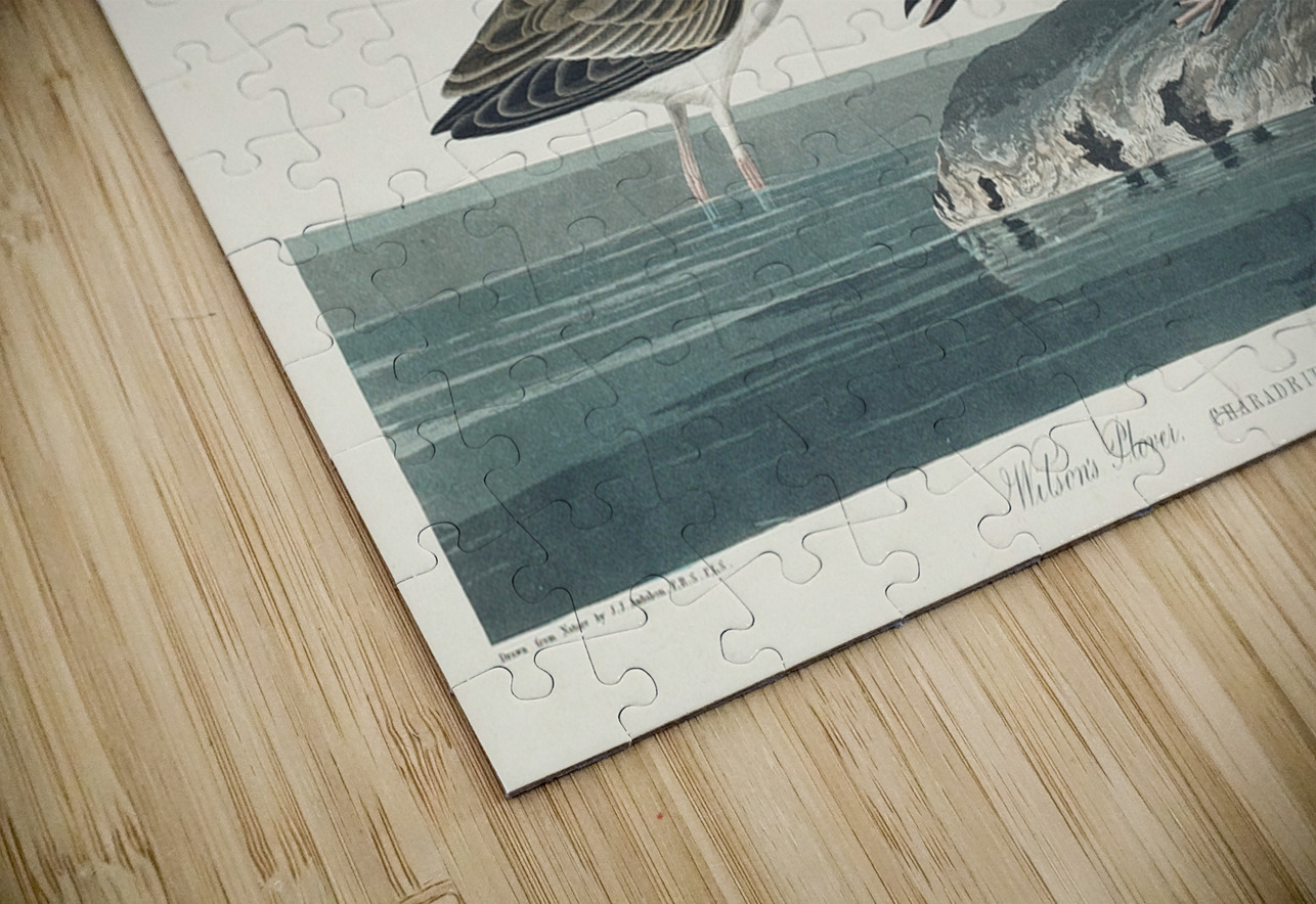 Wilsons Plover IStockHistory com Puzzle