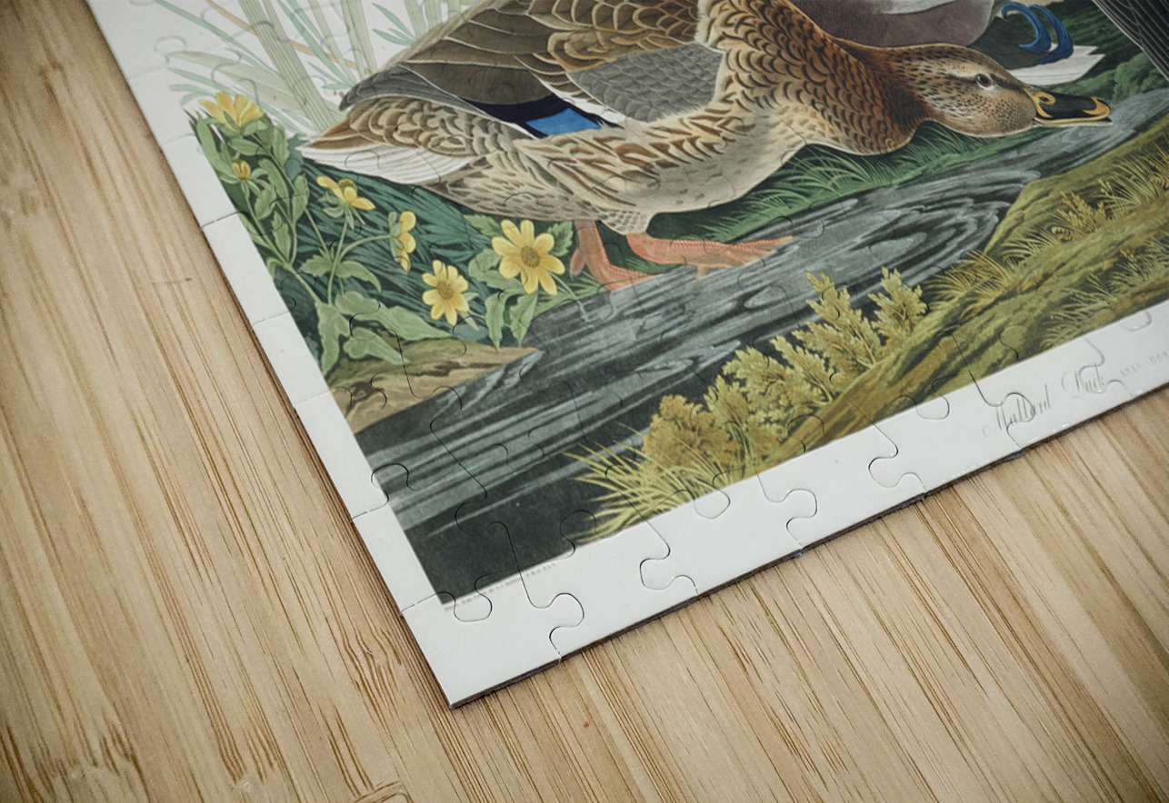 Mallard Duck IStockHistory com Puzzle