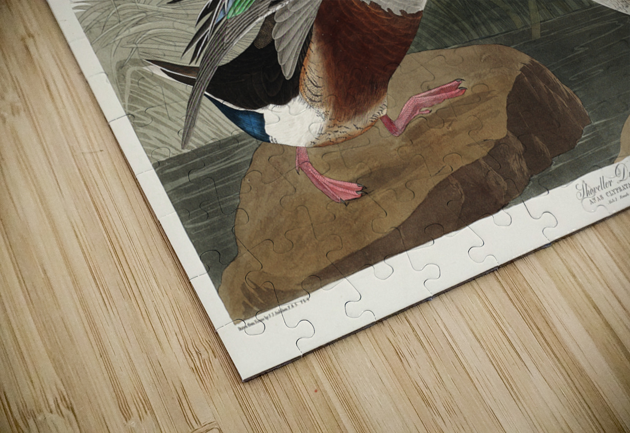 Shoveller Duck IStockHistory com Puzzle