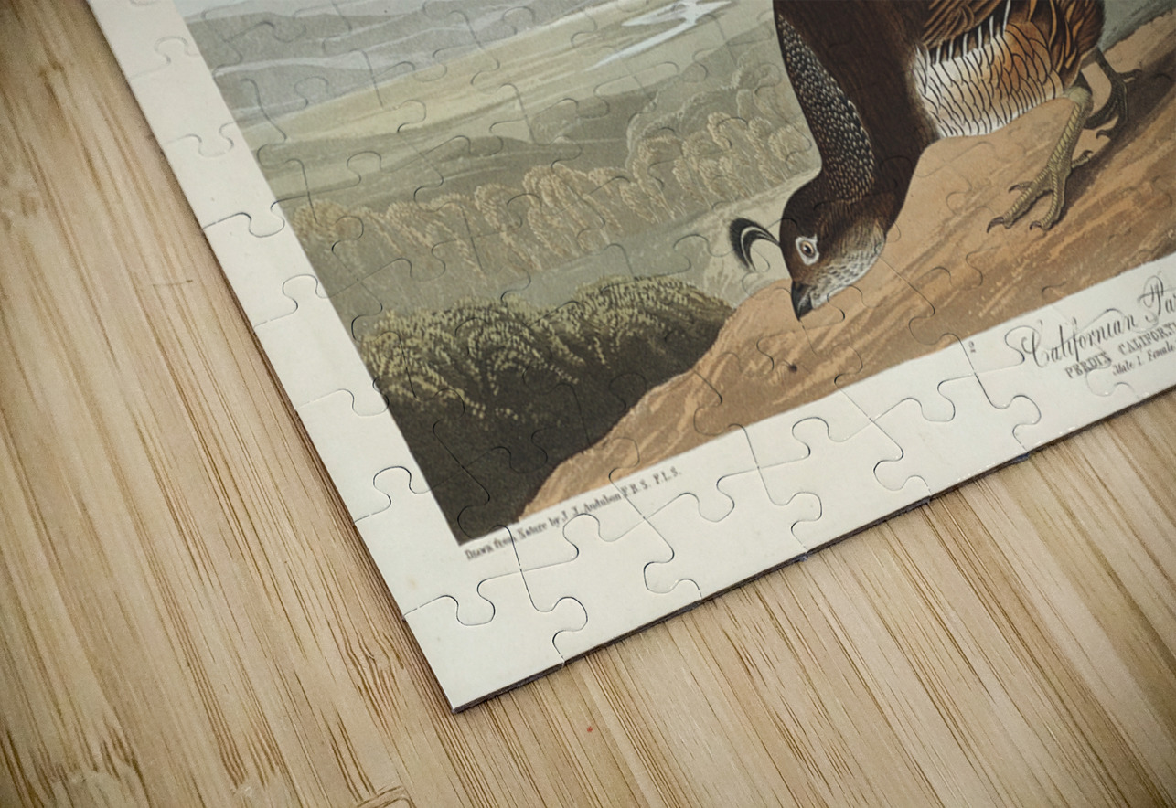 California Partridge IStockHistory com Puzzle