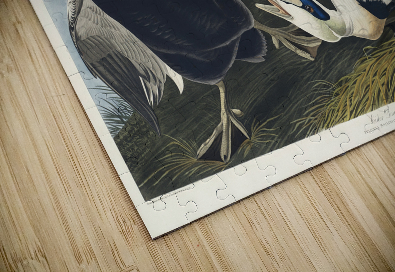 Eider Duck IStockHistory com Puzzle