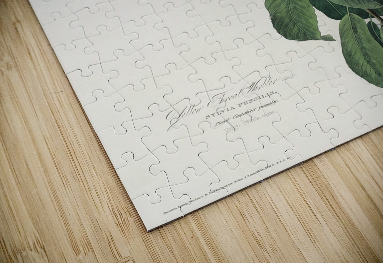 Yellow Throated Warbler IStockHistory com Puzzle