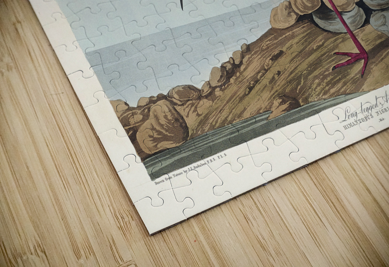 Long-legged Avocet IStockHistory com Puzzle