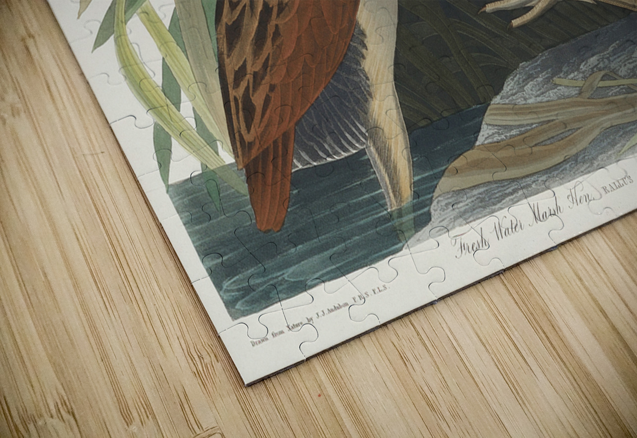 Fresh Water Marsh Hen IStockHistory com Puzzle