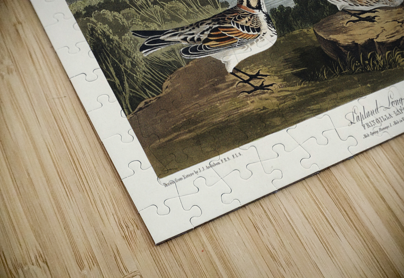 Lapland Long-spur IStockHistory com Puzzle