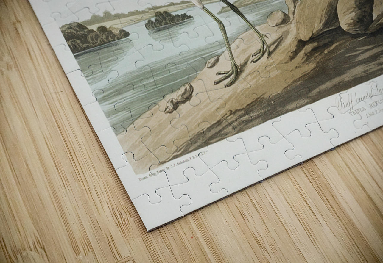 Buff breasted Sandpiper IStockHistory com Puzzle