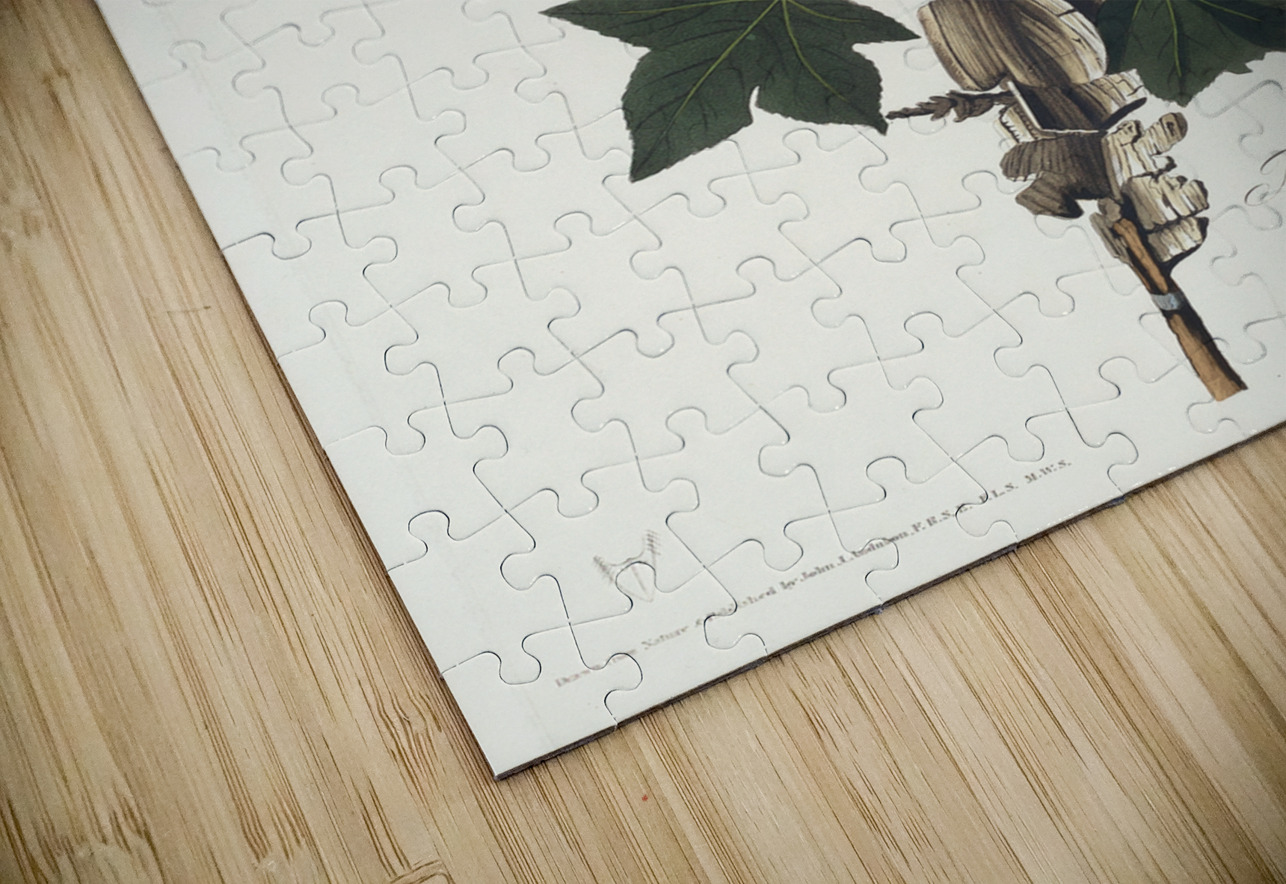 Traills Flycatcher IStockHistory com Puzzle