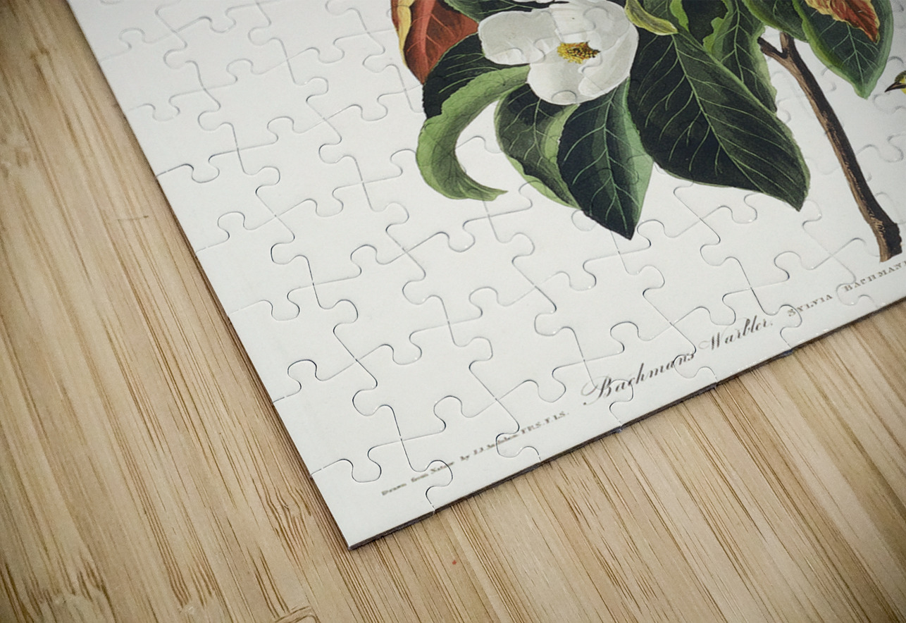 Bachmans Warbler IStockHistory com Puzzle