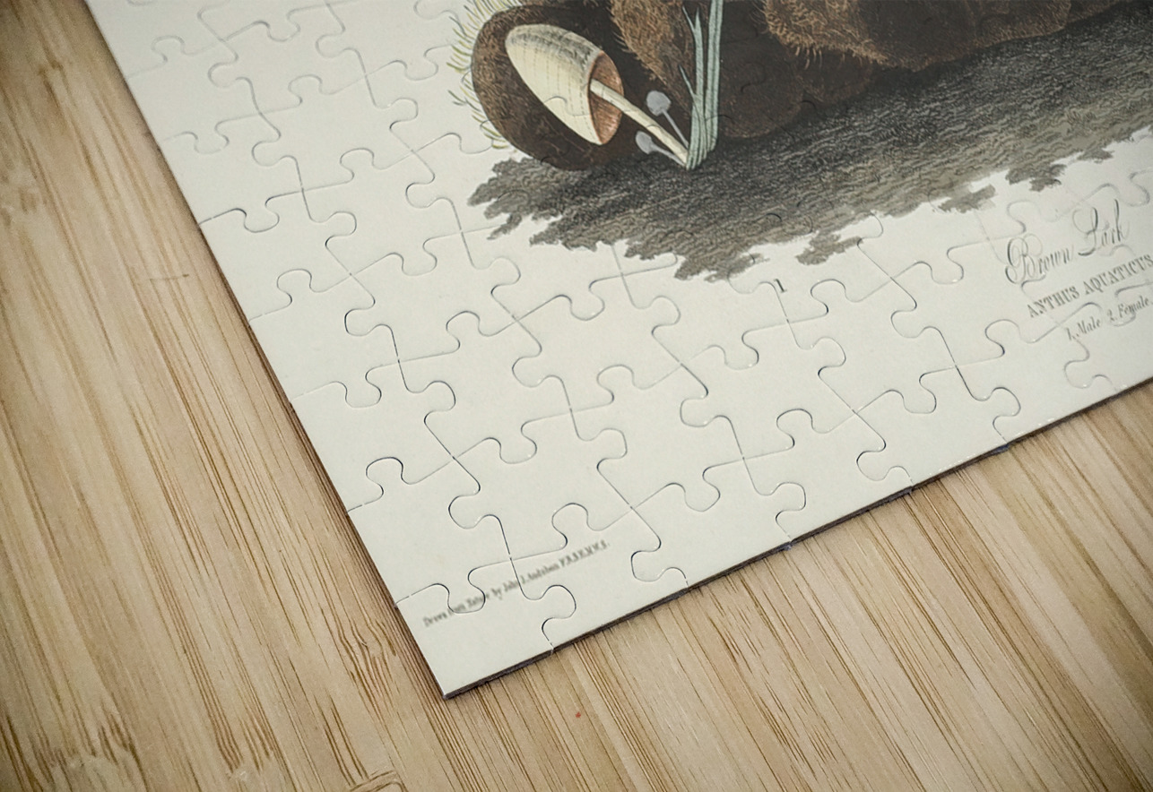 Brown Lark IStockHistory com Puzzle