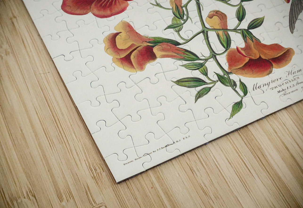 Mango Hummingbird IStockHistory com Puzzle