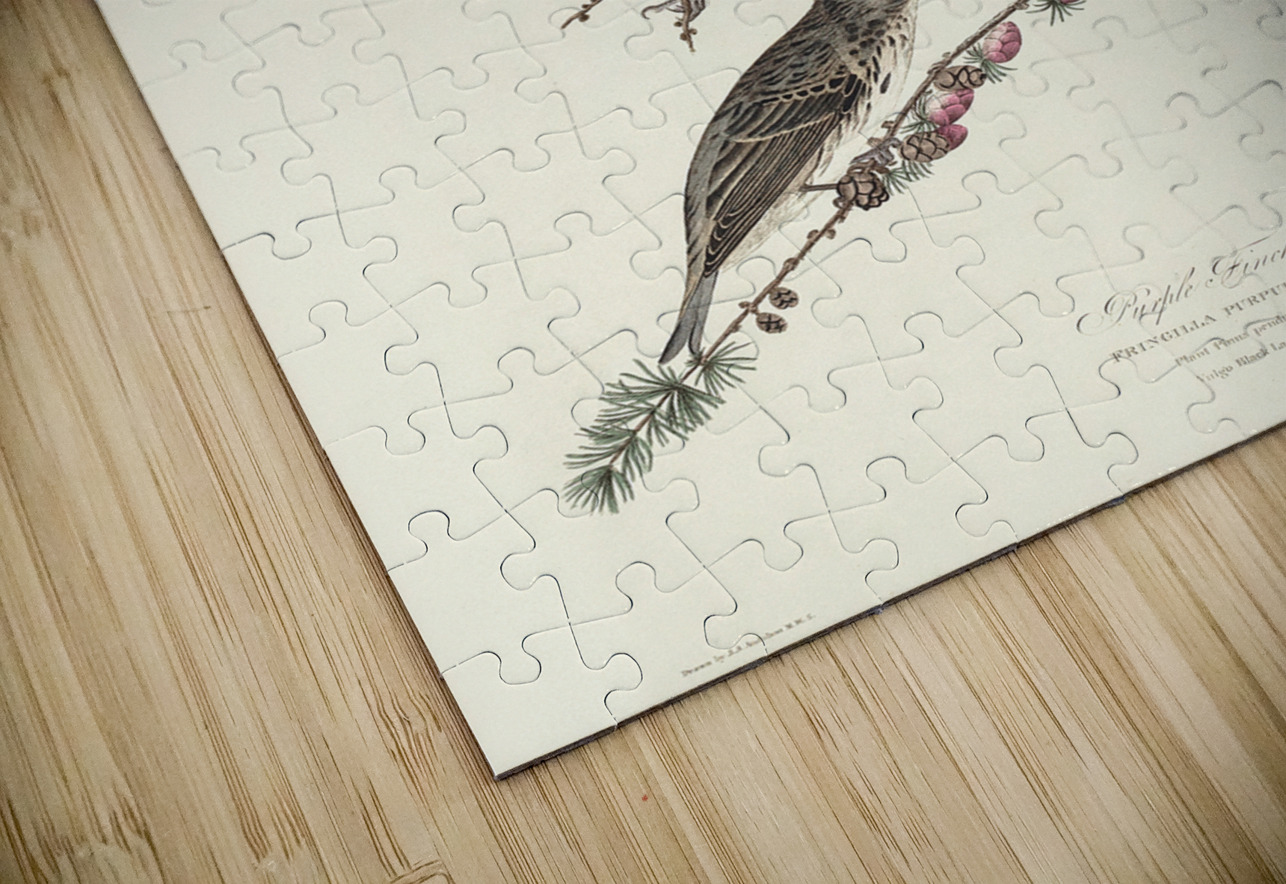 Purple Finch IStockHistory com Puzzle