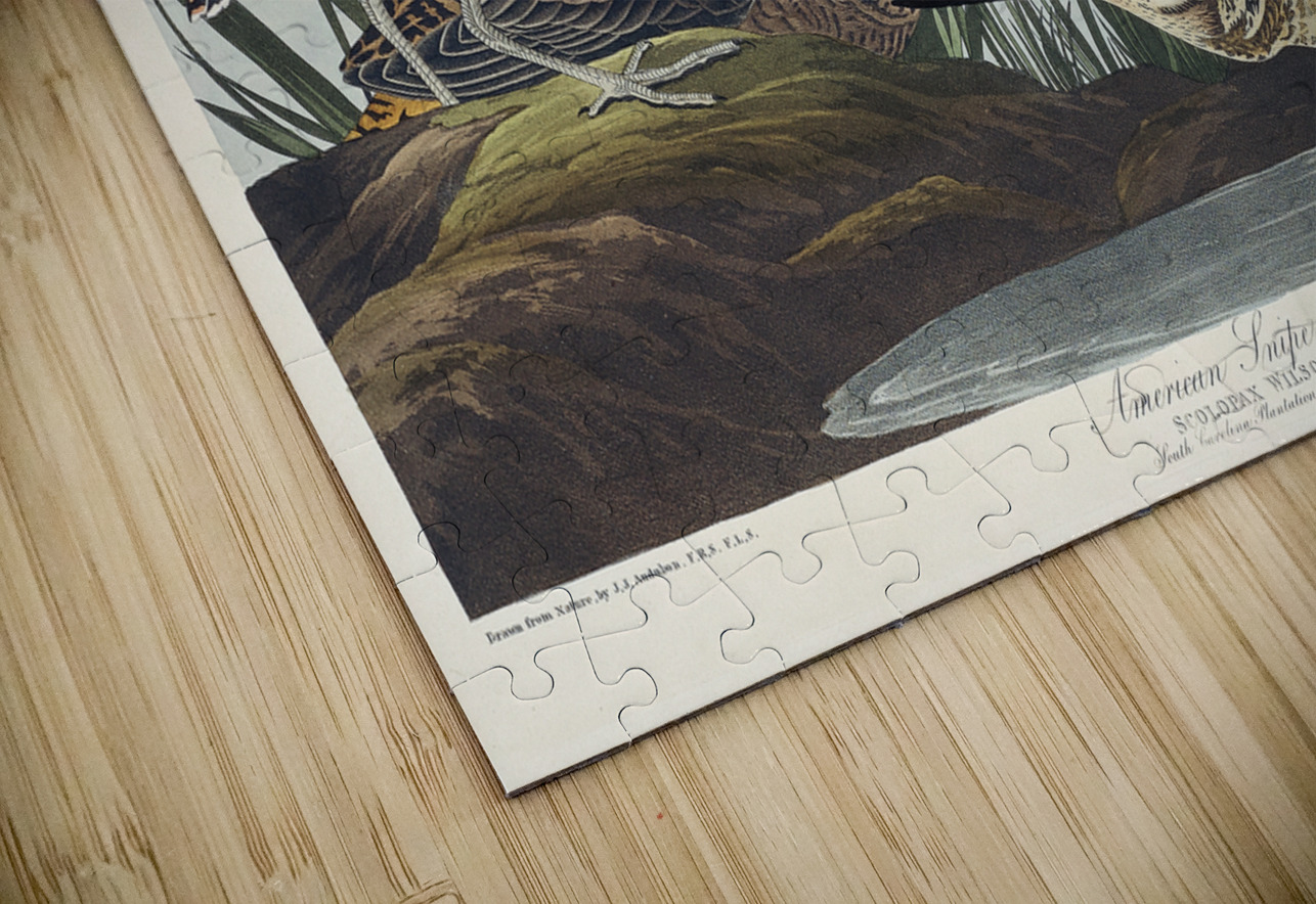 American Snipe IStockHistory com Puzzle