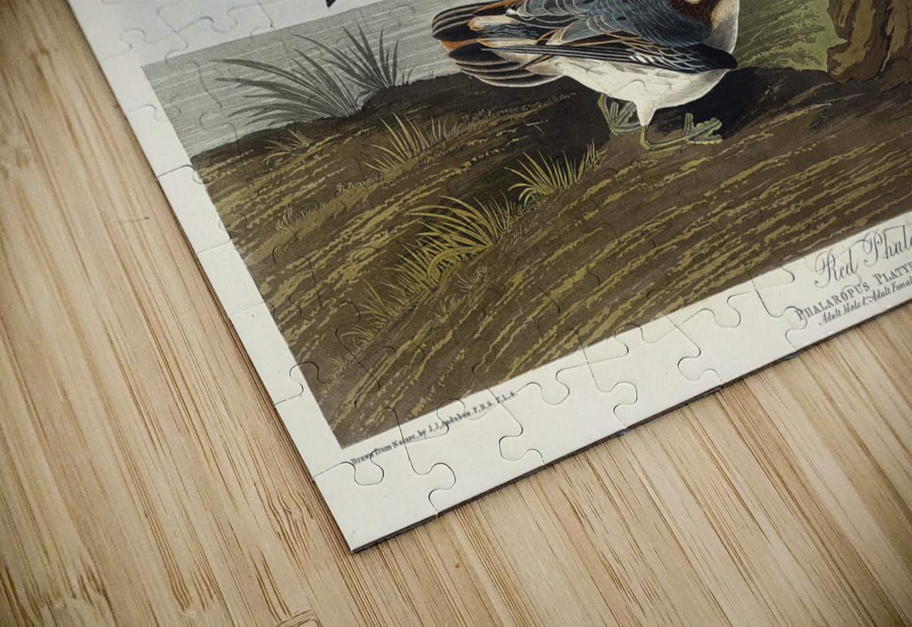 Red Phalarope IStockHistory com Puzzle