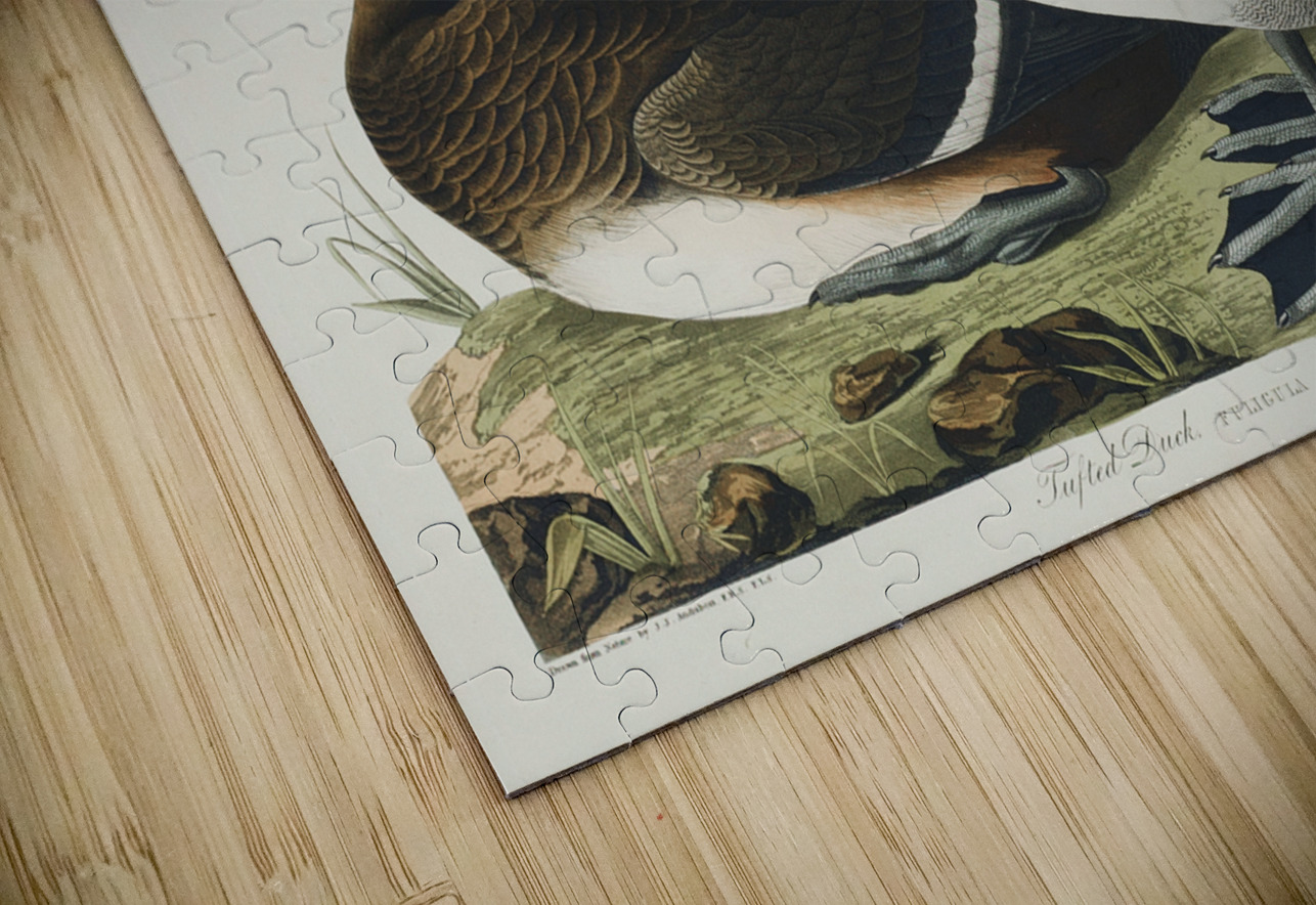 Ring-necked Duck IStockHistory com Puzzle