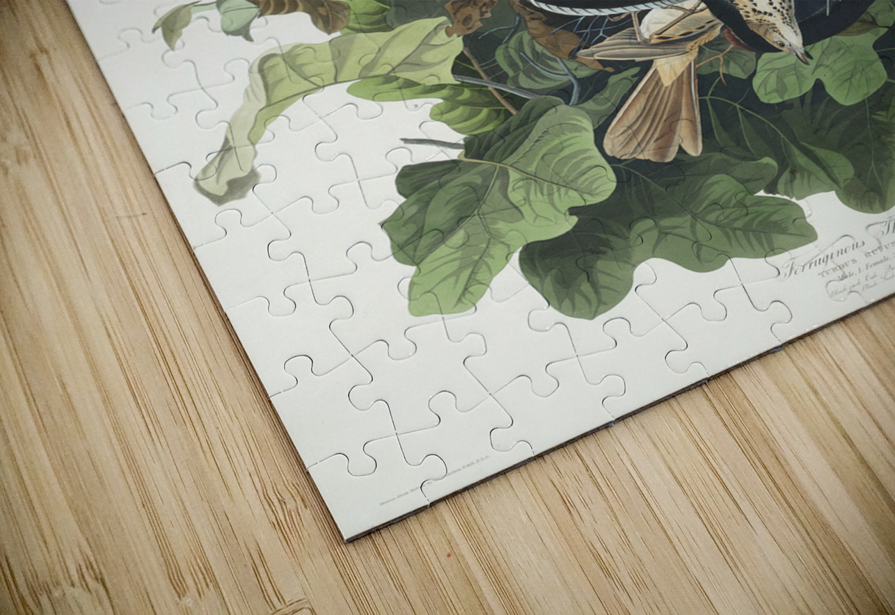 Ferruginous Thrush IStockHistory com Puzzle