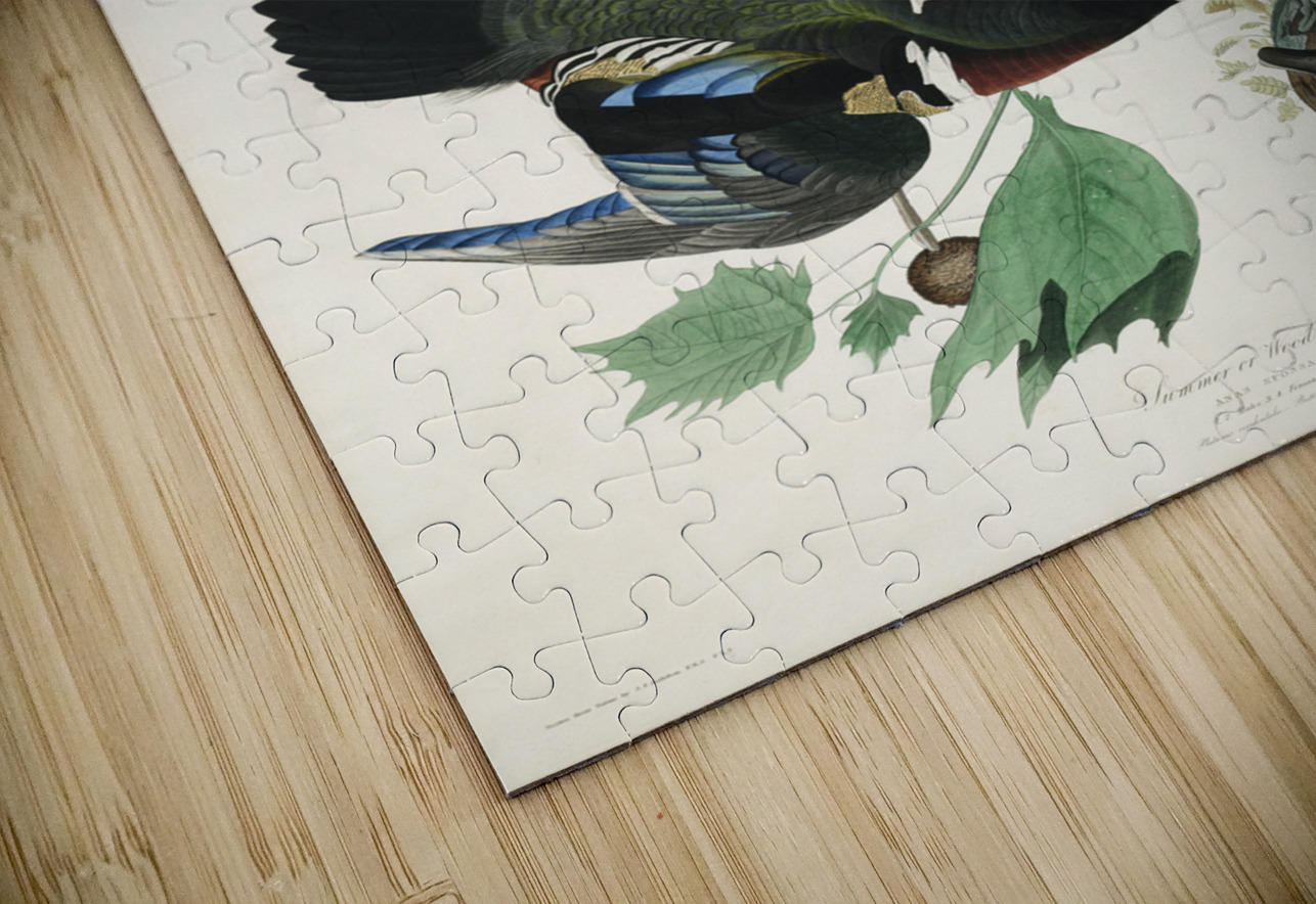 Summer or Wood Duck IStockHistory com Puzzle